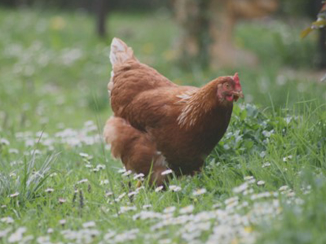 Une poule dans un jardin en hiver