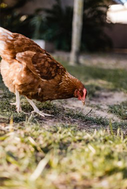 Une poule dans un enclos, picorant le sol