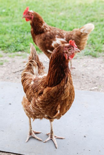 Deux poules dans un jardin