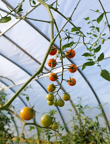 Vue sur des tomates qui poussent dans une serre