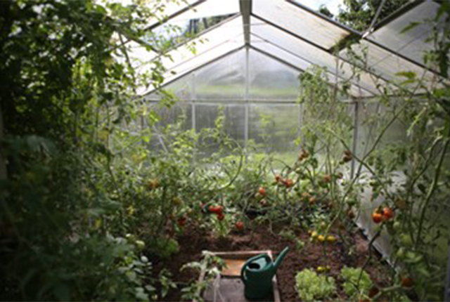 Une serre bien orientée avec des plantations généreuses