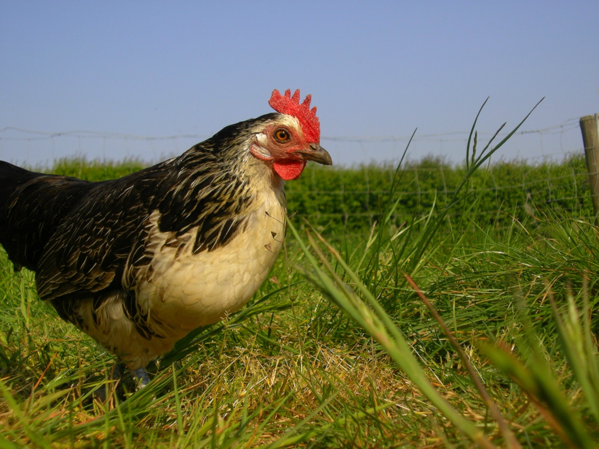 Une poule a besoin d’au moins 10 m² de surface dans son enclos