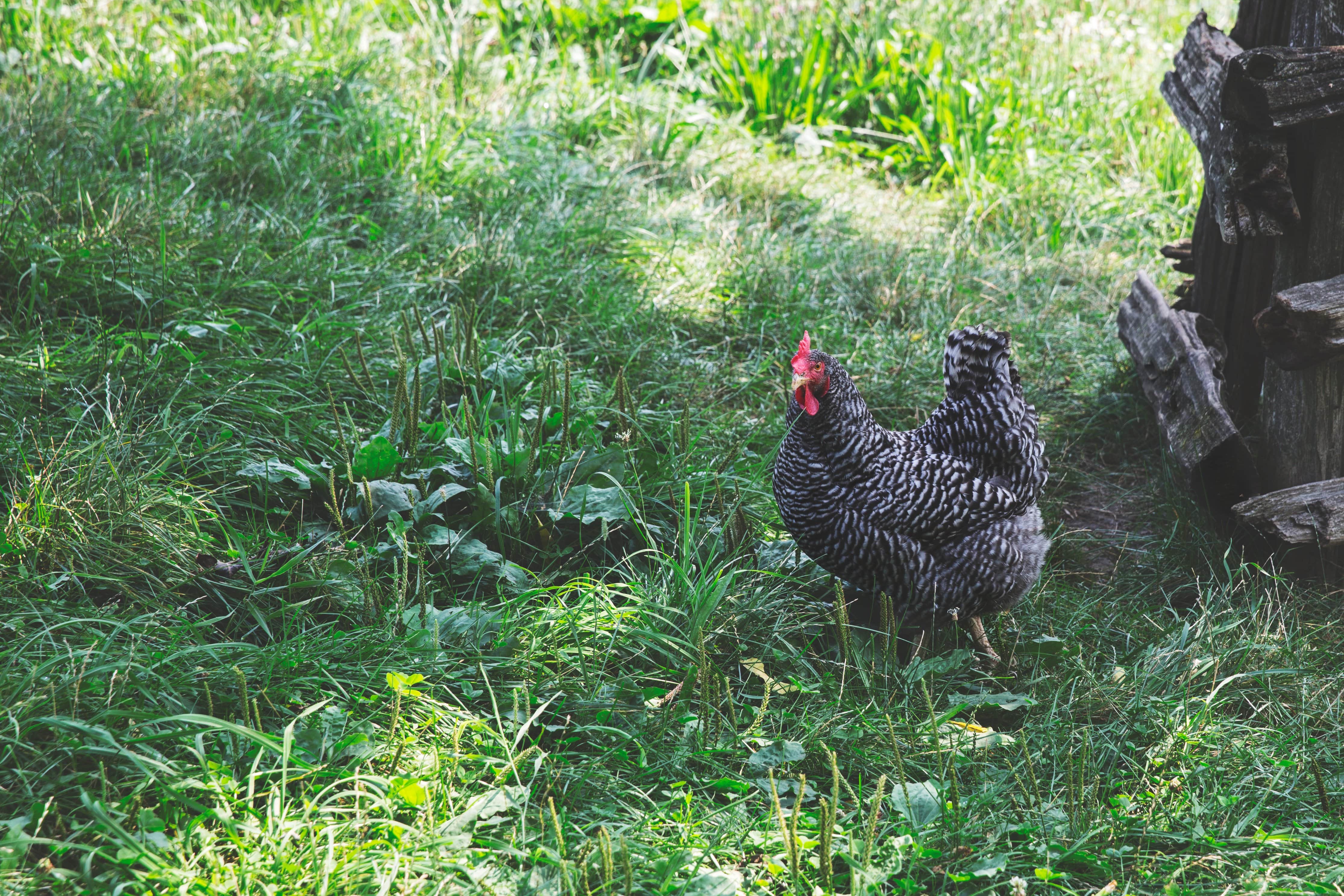 Erreur à ne pas faire pour un poulailler 1 poule