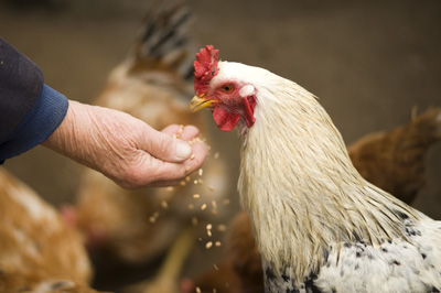 Poule nourrie au grain