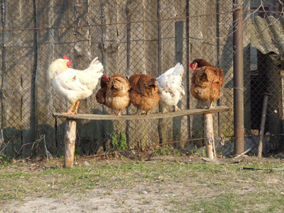 Poules dans leur enclos